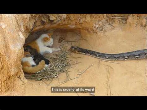 world animal protection scandal|New report from World Animal Protection says cruel, fake  .